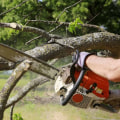 Seasonal Tree Care Services In Austin: Why Hiring A Tree Maintenance Service Pays Off