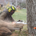 The Importance of Regular Tree Care Services in Preventing Pest Infestations