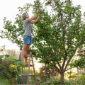 The Time It Takes for Seasonal Tree Care Services