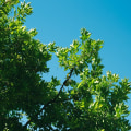Perks Of Hiring A Tree Care Service Provider In Pembroke Pines, Florida, With Expertise In Handling Seasonal Tree Trimming
