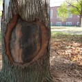 The Hidden Dangers of Seasonal Tree Care Services