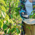 Seasonal Tree Fertilization: When and Why It Matters