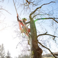 Maximizing Your Seasonal Tree Care: Customizing Your Package