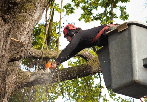 The Cost of Seasonal Tree Care Services: What You Need to Know