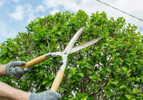 The Benefits of Pruning and Trimming in Seasonal Tree Care