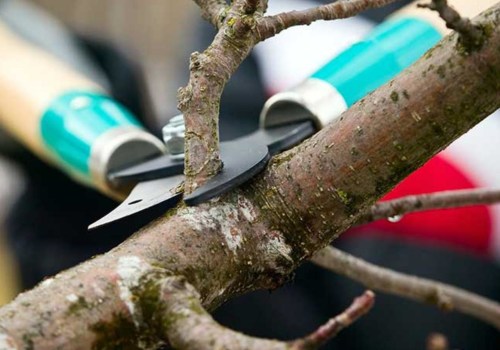 The Importance of Follow-Up Appointments and Maintenance for Seasonal Tree Care Services: An Expert's Perspective