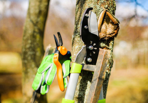 Choosing the Right Tools for Seasonal Tree Care Projects Made Simple