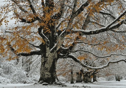 How to Handle Inclement Weather and Your Scheduled Seasonal Tree Care Service
