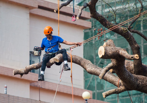 Seasonal Tree Care Tips: How Tree Service Cutting In Bethany, OK Can Keep Your Trees Healthy