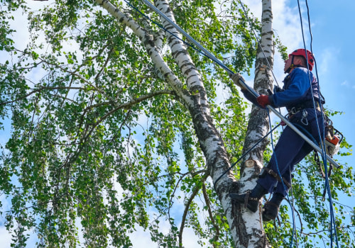 Seasonal Tree Care: Essential Services For Honolulu’s Unique Climate