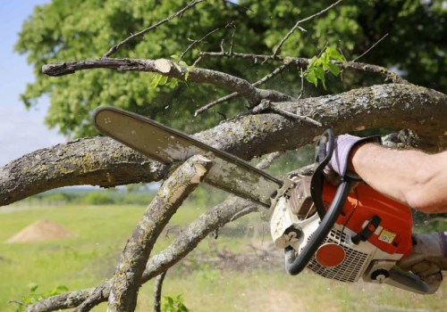 Seasonal Tree Care Services In Austin: Why Hiring A Tree Maintenance Service Pays Off