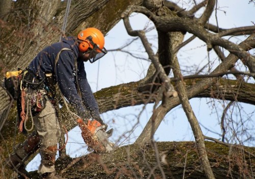 The Importance of Qualifications and Certifications in Choosing a Seasonal Tree Care Service Provider