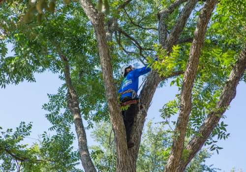 The Best Time to Schedule Seasonal Tree Care Services
