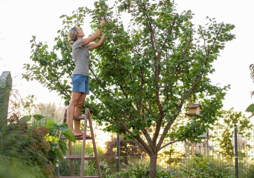 The Time It Takes for Seasonal Tree Care Services