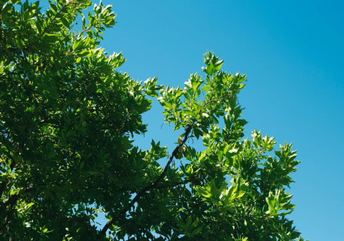Perks Of Hiring A Tree Care Service Provider In Pembroke Pines, Florida, With Expertise In Handling Seasonal Tree Trimming
