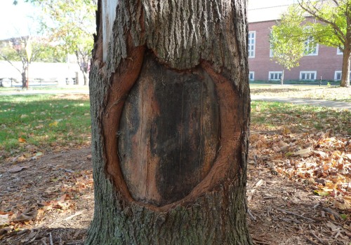 The Hidden Dangers of Seasonal Tree Care Services