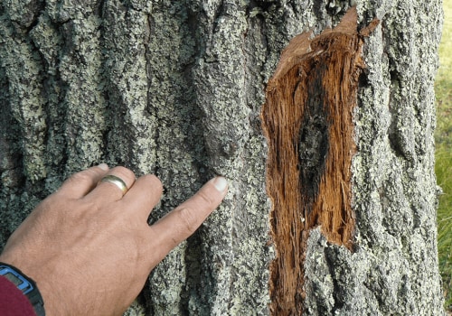 Expert Tips for Dealing with Tree Issues After Seasonal Tree Care Services