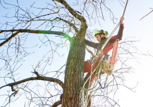 Maximizing Your Seasonal Tree Care: Customizing Your Package