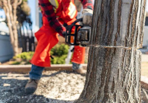 The Importance of Proper Seasonal Tree Care Services